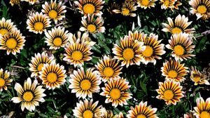 Preview wallpaper chrysanthemums, flowers, colorful, striped, flowerbed