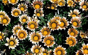 Preview wallpaper chrysanthemums, flowers, colorful, striped, flowerbed