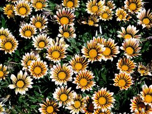 Preview wallpaper chrysanthemums, flowers, colorful, striped, flowerbed