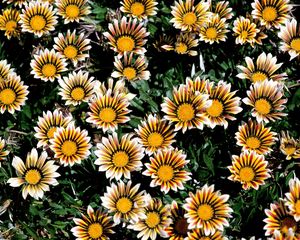 Preview wallpaper chrysanthemums, flowers, colorful, striped, flowerbed