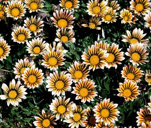 Preview wallpaper chrysanthemums, flowers, colorful, striped, flowerbed