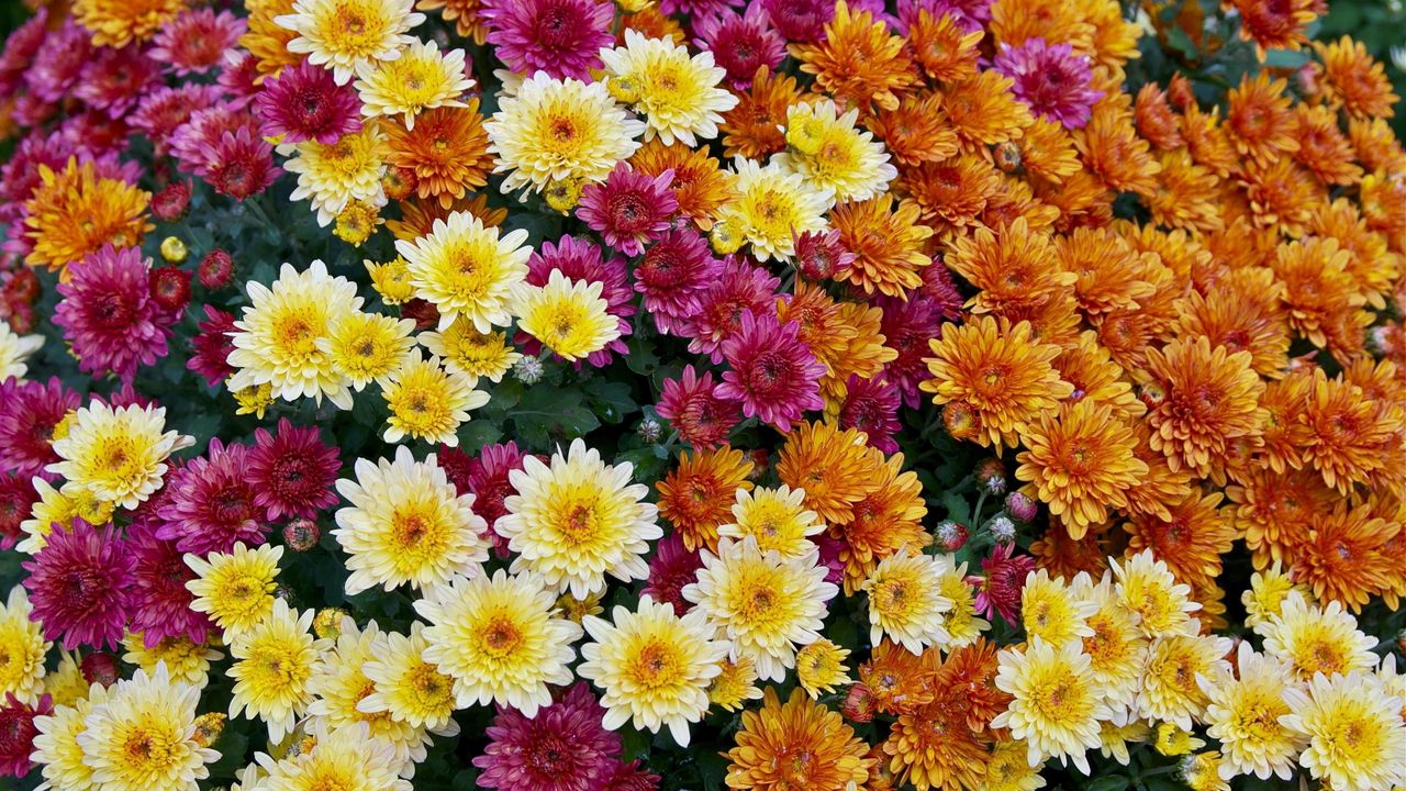 Wallpaper chrysanthemums, flowers, colorful, diversity, many