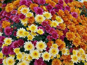 Preview wallpaper chrysanthemums, flowers, colorful, diversity, many