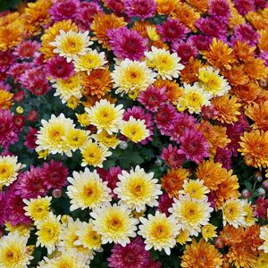 Preview wallpaper chrysanthemums, flowers, colorful, diversity, many