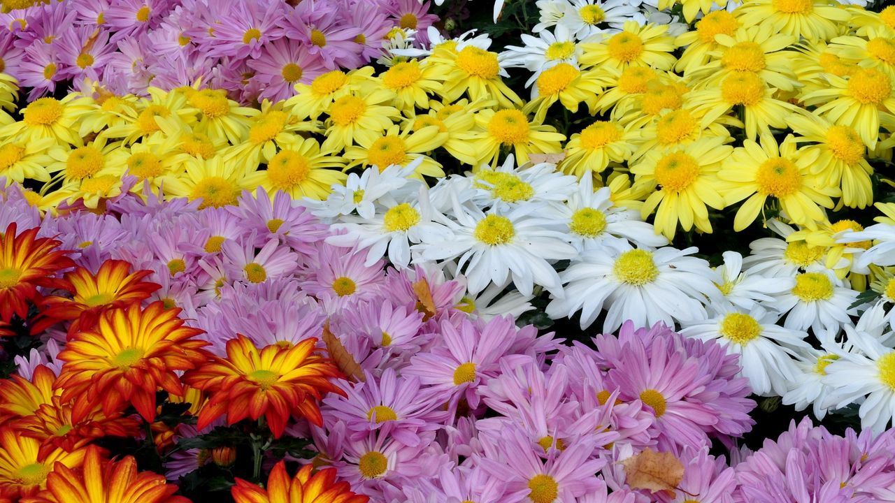 Wallpaper chrysanthemums, flowers, colorful, diversity, many