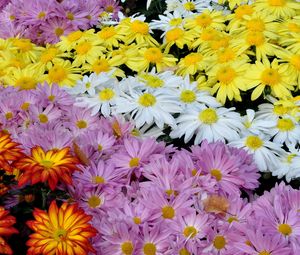 Preview wallpaper chrysanthemums, flowers, colorful, diversity, many