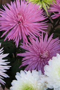 Preview wallpaper chrysanthemums, flowers, different, bright, bouquets