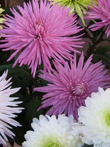 Preview wallpaper chrysanthemums, flowers, different, bright, bouquets