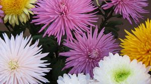 Preview wallpaper chrysanthemums, flowers, different, bright, bouquets