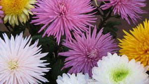 Preview wallpaper chrysanthemums, flowers, different, bright, bouquets