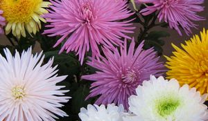 Preview wallpaper chrysanthemums, flowers, different, bright, bouquets