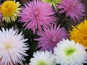 Preview wallpaper chrysanthemums, flowers, different, bright, bouquets