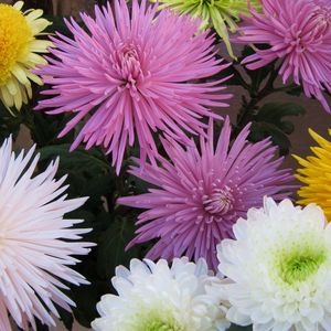 Preview wallpaper chrysanthemums, flowers, different, bright, bouquets