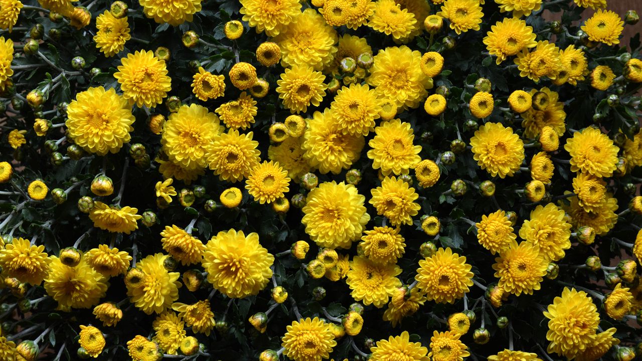 Wallpaper chrysanthemums, flowers, flowerbed