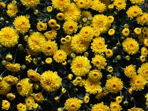 Preview wallpaper chrysanthemums, flowers, flowerbed