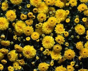 Preview wallpaper chrysanthemums, flowers, flowerbed