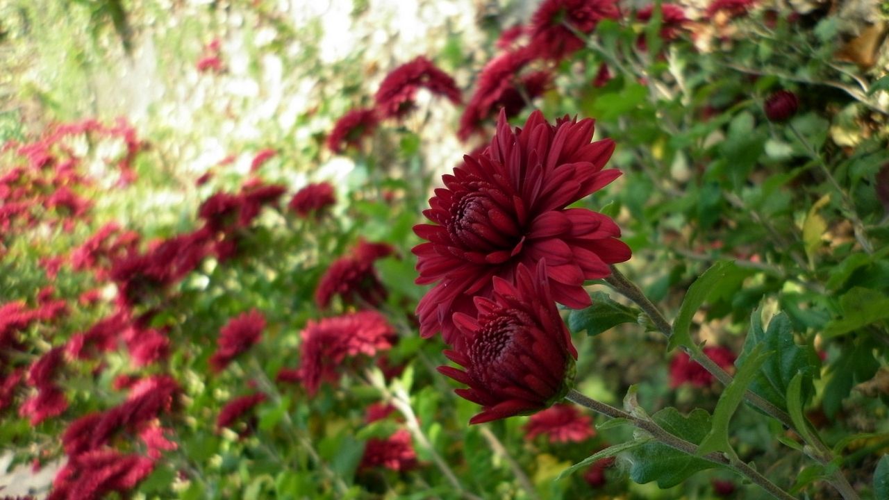 Wallpaper chrysanthemums, flowers, flowerbed, garden, green, blur