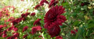 Preview wallpaper chrysanthemums, flowers, flowerbed, garden, green, blur