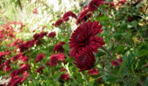 Preview wallpaper chrysanthemums, flowers, flowerbed, garden, green, blur