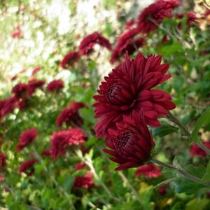 Preview wallpaper chrysanthemums, flowers, flowerbed, garden, green, blur