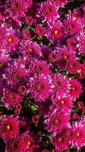 Preview wallpaper chrysanthemums, flowers, flowerbed, close-up