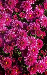 Preview wallpaper chrysanthemums, flowers, flowerbed, close-up