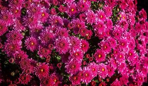 Preview wallpaper chrysanthemums, flowers, flowerbed, close-up