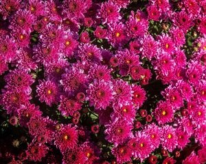 Preview wallpaper chrysanthemums, flowers, flowerbed, close-up