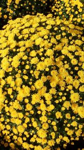Preview wallpaper chrysanthemums, flowers, flowerbed, balls