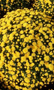 Preview wallpaper chrysanthemums, flowers, flowerbed, balls