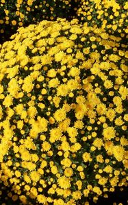 Preview wallpaper chrysanthemums, flowers, flowerbed, balls