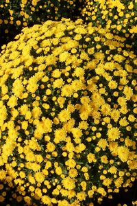 Preview wallpaper chrysanthemums, flowers, flowerbed, balls