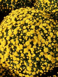 Preview wallpaper chrysanthemums, flowers, flowerbed, balls