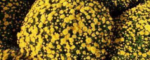 Preview wallpaper chrysanthemums, flowers, flowerbed, balls