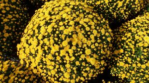 Preview wallpaper chrysanthemums, flowers, flowerbed, balls