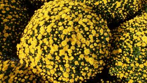 Preview wallpaper chrysanthemums, flowers, flowerbed, balls