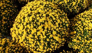 Preview wallpaper chrysanthemums, flowers, flowerbed, balls