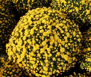 Preview wallpaper chrysanthemums, flowers, flowerbed, balls