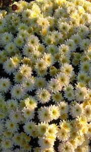 Preview wallpaper chrysanthemums, flowers, flowerbed, ball, garden