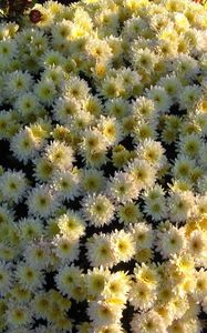 Preview wallpaper chrysanthemums, flowers, flowerbed, ball, garden