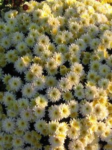 Preview wallpaper chrysanthemums, flowers, flowerbed, ball, garden