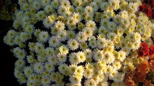 Preview wallpaper chrysanthemums, flowers, flowerbed, ball, garden