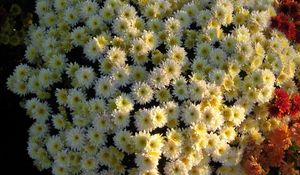 Preview wallpaper chrysanthemums, flowers, flowerbed, ball, garden