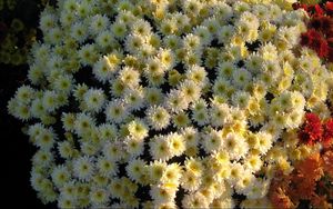 Preview wallpaper chrysanthemums, flowers, flowerbed, ball, garden