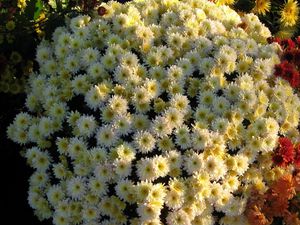 Preview wallpaper chrysanthemums, flowers, flowerbed, ball, garden