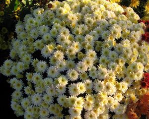 Preview wallpaper chrysanthemums, flowers, flowerbed, ball, garden