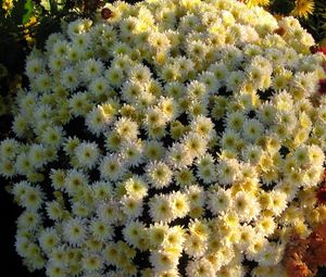 Preview wallpaper chrysanthemums, flowers, flowerbed, ball, garden