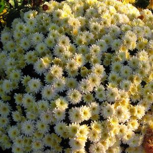 Preview wallpaper chrysanthemums, flowers, flowerbed, ball, garden