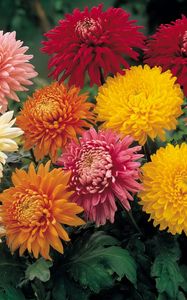 Preview wallpaper chrysanthemums, flowers, garden, bright, different