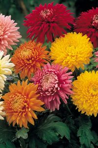 Preview wallpaper chrysanthemums, flowers, garden, bright, different